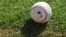 Pelota de Grandes Ligas.