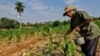 Un campesino cuida su sembrado en Jiguaní, Granma.