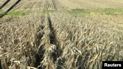 Cultivos de maíz en Eldon, Iowa, Estados Unidos. (Reuters/Kia Johnson).