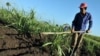 Un campesino limpia un sembrado en el municipio habanero de Mariel (Foto: Archivo).