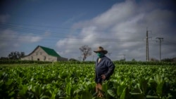 "La culpa es de Acopio": Agricultores señalan a entidad estatal por pérdida de cosechas
