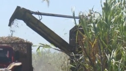 La producción azucarera en Cuba cae a su nivel más bajo en más de un siglo
